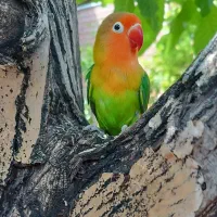 عروس هلندی و طوطی برزیلی