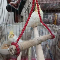 عروس هلندی