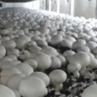 اجاره باغی مناسب کارگاه وسوله پانسیون جهان نما