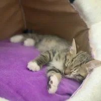 جای خواب پت|لوازم جانبی حیوانات|شیروان (خراسان), |دیوار