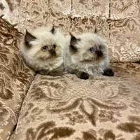 بچه گربه پرشین اصیل چشم آبی