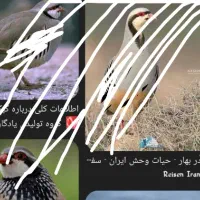 بلدرچین کوهی