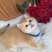 مجموعه گربه های اهواز ایران کتز|گربه|اهواز, زیتون کارمندی|دیوار