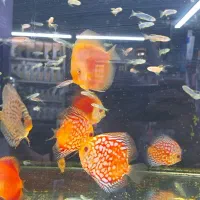 ماهی آکواریومی