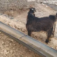 یک عدد کهر تخمی شش ماهه با یک عدد بره تخمی|حیوانات مزرعه|ایذه, |دیوار