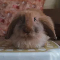 واگذاری رایگان بچه خرگوش لوپ سه ماهه|موش و خرگوش|کرج, گلشهر|دیوار