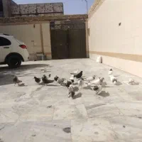 کبوتر
