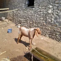 کهره نر (پازن )