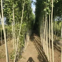 فرصت محدود نــهال صــنوبر با قیمت ویژه پاییزی