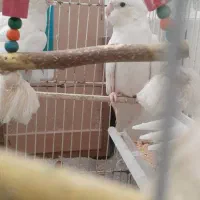 دو عدد البینو