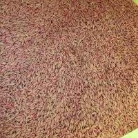 فروش گندم بذری دیم سم خورده شده بوجاری شده