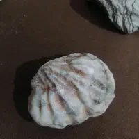 تعدادی سنگ فسیل