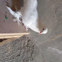 کبوتر|پرنده|سلماس, |دیوار