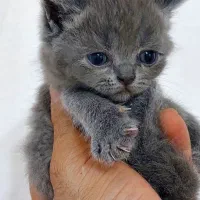بریتیش بلو