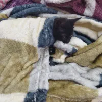 واگذاری بچه گربه رایگان