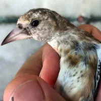 فروش ۸  تا نر سهره آص و خاص|پرنده|اصفهان, بهارستان|دیوار
