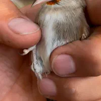 سهره نر متولد قفس حلقه پا