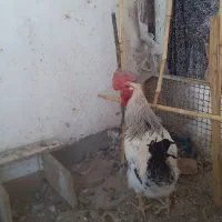 مرغ وخروس فروشی|پرنده|مود, |دیوار