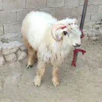نرمیش دو ساله|حیوانات مزرعه|مسجد سلیمان, |دیوار