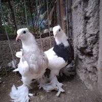 کبوتر طوقی پرپا بلند فروشی|پرنده|بابل, |دیوار