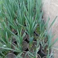 فروش گل نرگس|گل و گیاه طبیعی|فاضل آباد, |دیوار