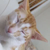 واگذاری رایگان سه بچه گربه