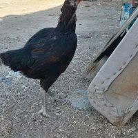 مرغ لاری خروس