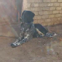 توله لاس روزگاری ۹ ماه