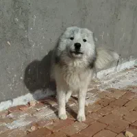 سگ هاسکی دو رگه برای واگذاری ۹ ماه هسنش و ماده