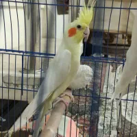 عروس هلندی لوتینو جفت کاملآ بالغ|پرنده|خرم‌آباد, |دیوار