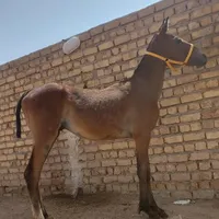 کره اسب نریان آینده دار|اسب و تجهیزات اسب‌سواری|رشت, آزادگان|دیوار