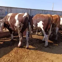 قطب گوساله سیمنتال