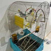 عروس هلندی