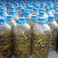 خیارشور‌اورگانیک