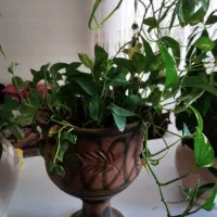 گل گوش خرگوشی،گل کاغذی،گل پتوس،بنجامین امستر|گل و گیاه طبیعی|ملارد, |دیوار