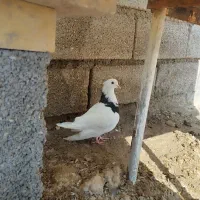 طوق سیاه نر