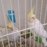 یک جفت عروس هلندی به همراه قفس