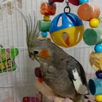 طوطی عروس ماده ۶ ماهه|پرنده|رشت, فلسطین|دیوار