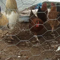 مرغ تخم گذار