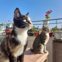 واگذاری گربه