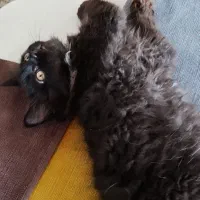 فروش بچه گربه چهار ونیم ماهه نژاد هیمالین|گربه|پرند, فاز ۶|دیوار