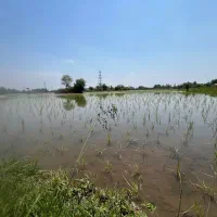 برنج هاشمی محلی خرید از کشاورز بدون واسطه وناخالصی