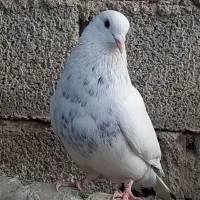کفتر|پرنده|سیرجان, |دیوار