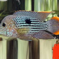 فروش و یا تعویض ماهی. گرین ترور و کت درختی|ماهی|فلاورجان, |دیوار