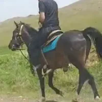 اسب جوان