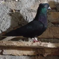 نروماده کبوتر