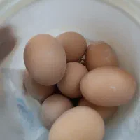 تخم مرغ برهما لایت