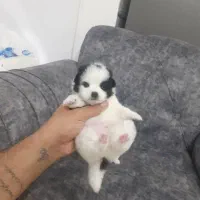 توله سگ جیبی عروسکی فقط ۲۹۰۰|سگ|قزوین, |دیوار