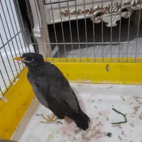 مرغ مینا