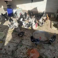 تخم مرغ|خوردنی و آشامیدنی|اهواز, ملاشیه|دیوار